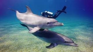 Diving in Egypt | El Quseir, Dolphin Reef, Elphinstone \u0026 More | DiverRico