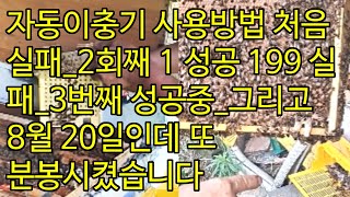 자동이충기 사용방법 처음 실패 2회째 1 성공 199 실패 3번째 성공중 그리고 8월 20일인데 또 분봉시켰습니다