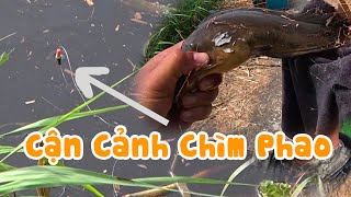 Câu Cá Trê Vàng Rừng U Minh Hạ | Tập 2 | Bữa Trúng Bữa Thất !!!