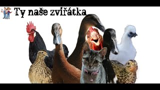 🐔 Naše nejlepší kamarádi, kteří nám dělají radost