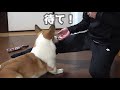 コーギー　小太郎猛訓練⁉最後はコタ飯です。