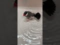 打たせ水浴びが大好きな文鳥さん　 桜文鳥 文鳥 さぶちゃん shorts 水浴び