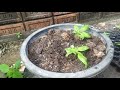 ทานตะวันแคระปลูกง่ายออกดอกไว growing dwarf sunflower farm station