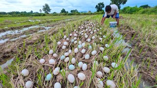 WOW WOW - a smart farmer pick a lot of duck eggs at field near the village by hand skills