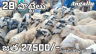 Angallu Sheep Market 🐏🐑 Every Saturday