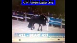 KFPS  Friesian Stallion BEART 411 Hengstenkeuring 2014 Google Exclusive