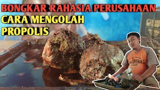 CARA MENGOLAH PROPOLIS LEBAH TRIGONA