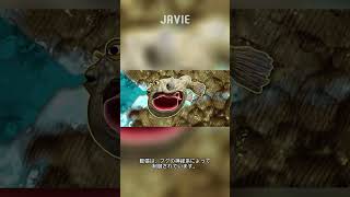 フグはどのように膨らみ、なぜ膨らむのでしょうか?| 多分あなたは知らない 136 #javie #shorts