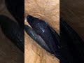 ഇതുപോലൊരു സാധനം 💥😳💯 snakehead fishingvideo