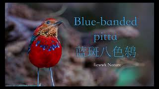 Borneo Most beautiful Pitta ? Blue-banded pitta, 蓝斑八色鸫