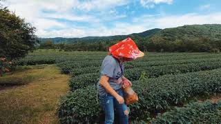 中山休閒農業區 綠野茶園採茶