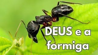 PROVÉRBIOS 6.6 - DEUS E A FORMIGA