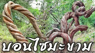 สุดยอดบอนไซมะขาม Tamarind Bonsai Rento Bonsai