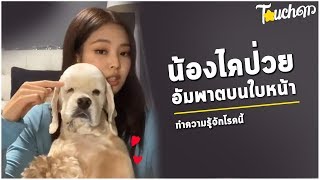 น้องหมาของเจนนี่(ไค) ป่วยอัมพาตบนใบหน้า : มาทำความรู้จักโรคนี้