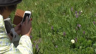 アツモリソウ早くも見頃　礼文の群生地感謝祭盛況