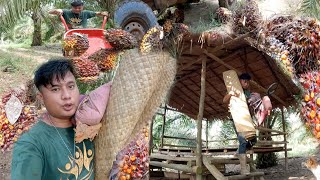 musim durian sudah berakhir bawak pulang semua perabot rumah tangga warta petani muda hidup di hutan