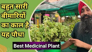 बहुत सारी बीमारियों का काल है यह पौधा || Grow Ajwain Plant at Home || कटिंग से लगाना सीखें ||