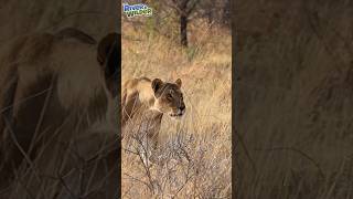 LIONS vs JACKALS - Kids Wild Africa Safari - River \u0026 Wilder Show