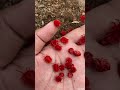 beautiful tiny creature red velvet mites shorts bug