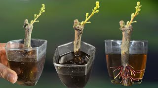 Grow Mango Tree from Cuttings..Very Fast Using Mango Roots Hormone...