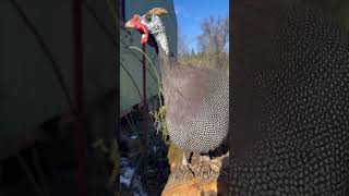 The loudest bird on the farm, Guinea Fowl 😳 #shorts