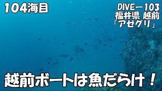 【ダイビング】福井県越前「アゼグリ」越前ボートは透明度抜群でおさかないっぱい！（’２０年９月　１０４海目）