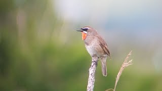 野鳥撮影・ サロベツ湿原・ノゴマのさえずり2