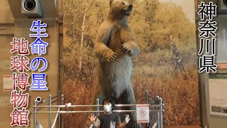 ぜんくんと神奈川県 生命の星・地球博物館行ってきたよ！（クンくんTIMES）