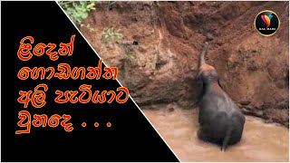 What happened the baby elephant who removed from the well   _ ළිදට වැටුණු අලියා