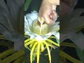 Finger pollination Dragon fruit flower