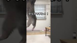 【ムササビ】オリンピックの走り高跳びに挑んだ猫がムササビに！？（ネコリンピックは開催中です！）＃shorts #オリンピック #ムササビ