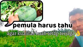 agar buah tetap aman meski usia semangka sudah terlewat masa