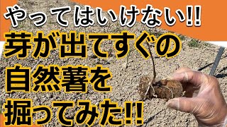 【自然薯栽培】芽が出たばかりの自然薯を掘ってみた！