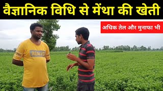 मेंथा/पिपरमेंट की खेती की पूरी जानकारी | mentha ki kheti | Peppermint Farming | Krishi Network