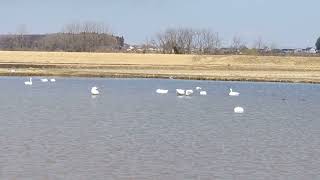 栃木県宇都宮市白鳥