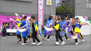 膝折宿町内会「紅連」・黒目川 花まつり・2023年4月2日。