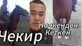 Ноокенден кеткен чекир