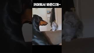 용감한 아기 고양이와 순둥순둥한 강아지