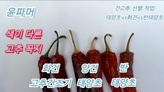 태양초 Vs 화건 Vs 반태양초를 구분해 보았습니다.