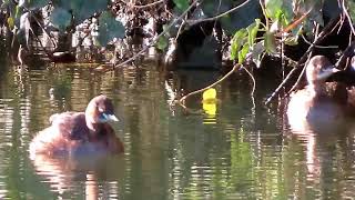 カイツブリ_211_癒し_多摩川_Little Grebe_4K