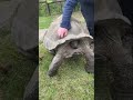 Tortoise at the Nashville Zoo gyrates after having shell scratched