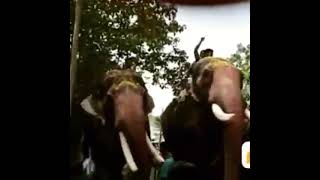 കാളി Vs ചുള്ളി 🔥 | Kerala Popular Elephants | Short Videos |