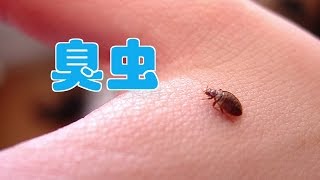 家里出现臭虫怎么办？怎么快速消灭臭虫？|居家除虫:Kill Bedbug