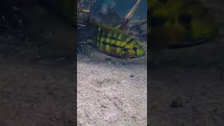 Redbelly tilapia-Coptodon zilli吉利慈鯛 #shorts #台灣野外紀錄 #freshwater #underwater #biotope #寶寶真可愛 #漂亮版本吳郭魚