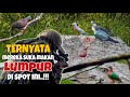 Berburu pergam dan punai di spot lumpur ajaib