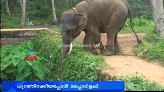 Cruelty against elephant in Parassala Mahadeva Temple