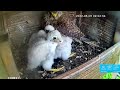 warning not a fun video. pas op geen leuke video torenvalk 6 juni 2022 dead kestrel young