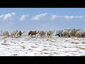 Record Snowfall In Denver - Great Blue Norther - Saudi Arabian Desert's First Ever Snowfall