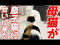 三毛母猫が息子猫に会いに来てくれました…♡［ミケちゃんとトコちゃん］