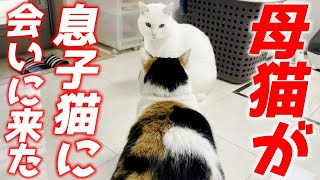 三毛母猫が息子猫に会いに来てくれました…♡［ミケちゃんとトコちゃん］